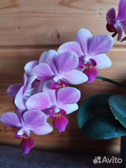 Орхидея фаленопсис