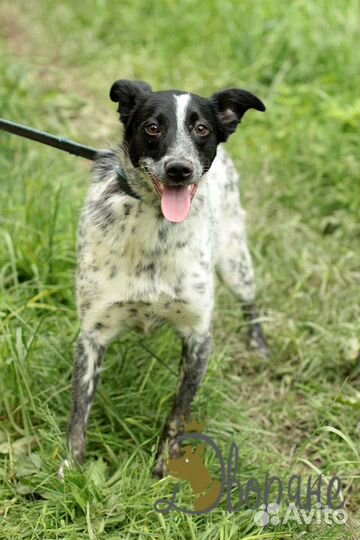 Лучший друг Стив в добрые руки