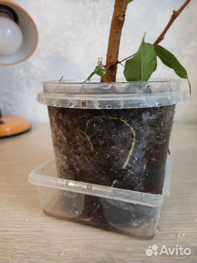 Фикус бенджамина большой