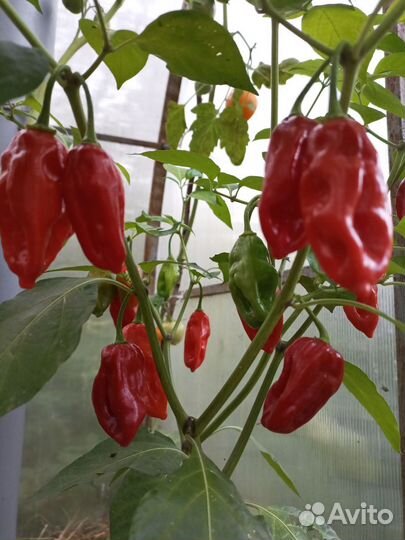 Острый перец семена