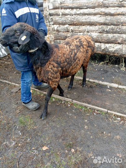 Бараны гиссарские