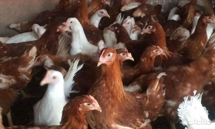 Куры молодки несушки рыжие белые доминанты
