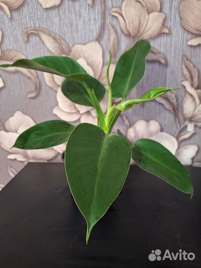 Филодендрон Империал грин