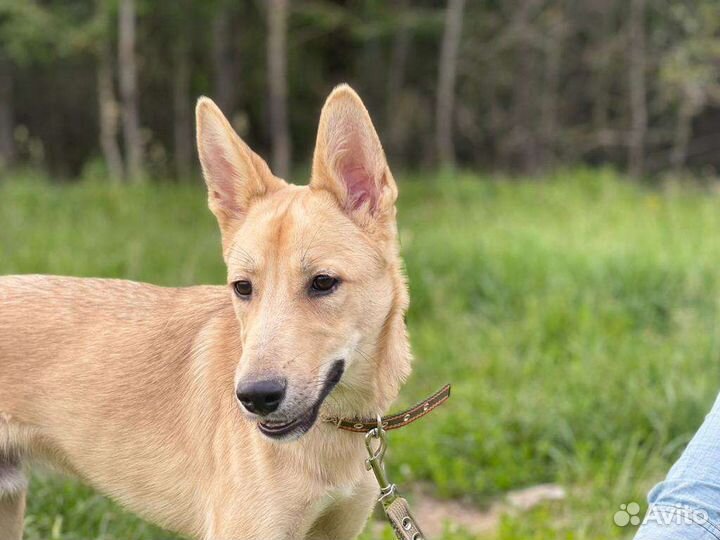 Собака в добрые руки