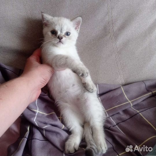 Британский котенок серебристая шиншилла