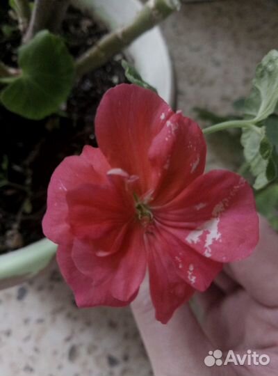 Герань коралловая зональная