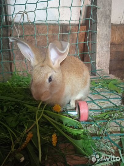 Кролики мясных пород