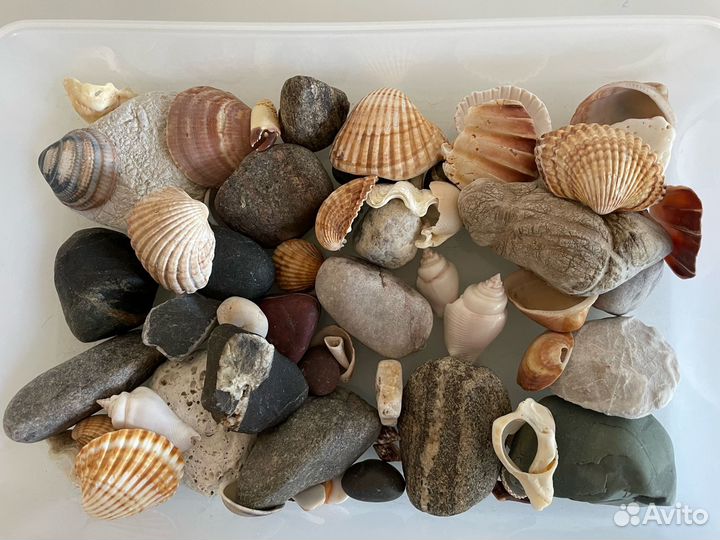 Морские камушки и ракушки