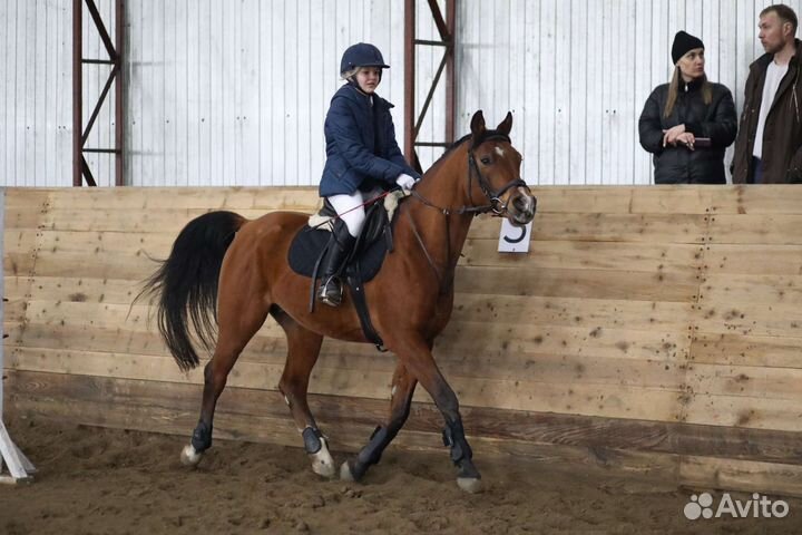 Продам мерина арабской породы