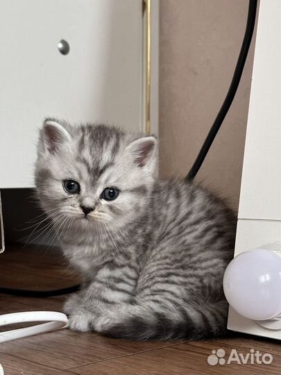 Шотландская