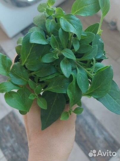 Петуния ампельная