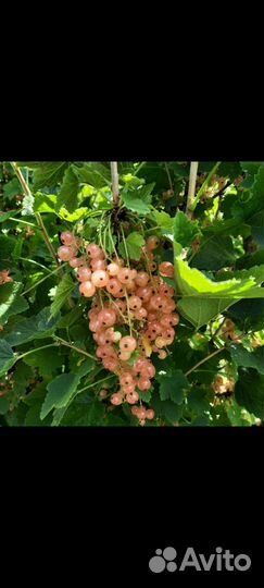 Смородина розовая и красная