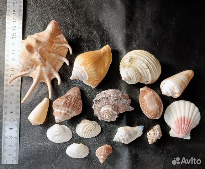 Набор ракушек от 1,5 до 10 см, крупные и красивые