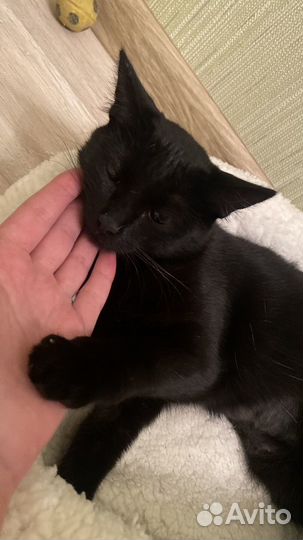 Кошка самая добрая