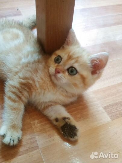 Золотой- мраморный британский котёнок