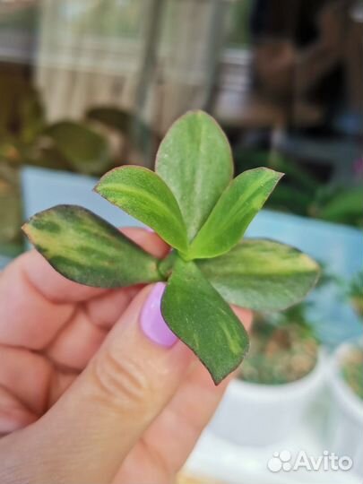 Crassula Blue Hale mv, Tricolor, Silver dollar