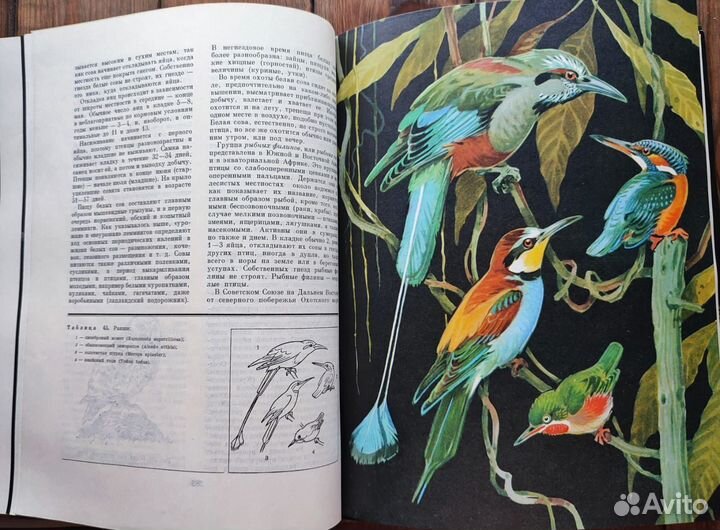 Книга птицы