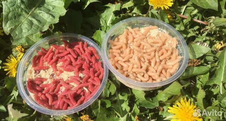 Опарыш(белый, красный).Опарыш 