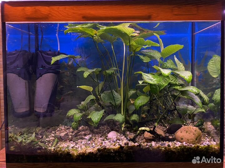 Аквариум на 100 литров