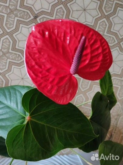 Антуриумы из домашней коллекции