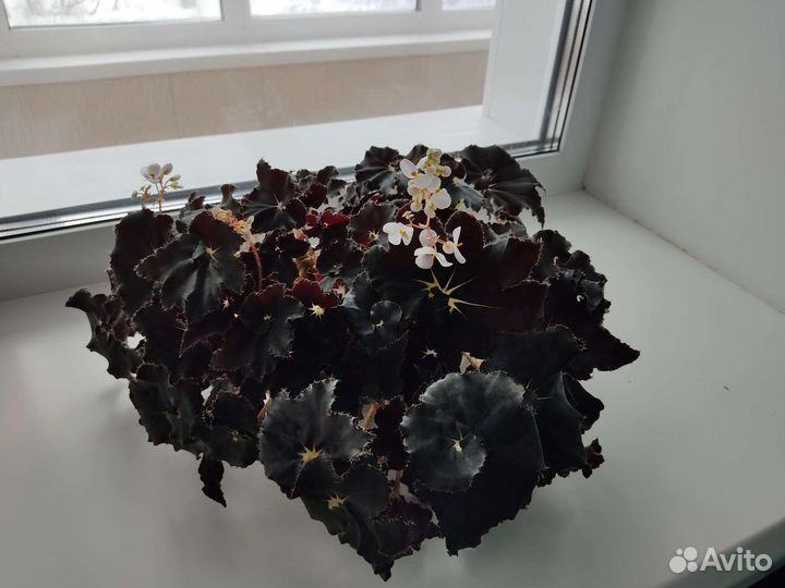 Бегония Чёрная Мамба