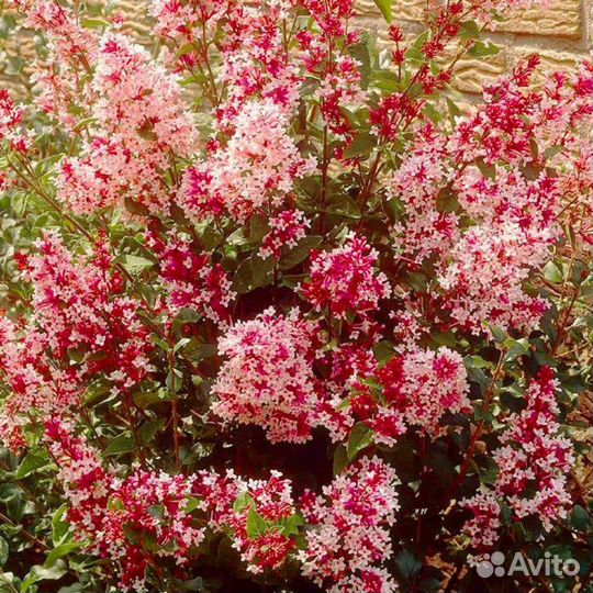 Сирень Меера Ред пикси