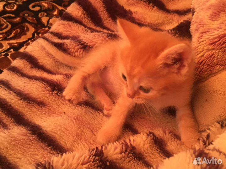 Котята в добрые руки даром