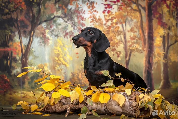 Такса (вязка) миниатюра мальчишка (РКФ)