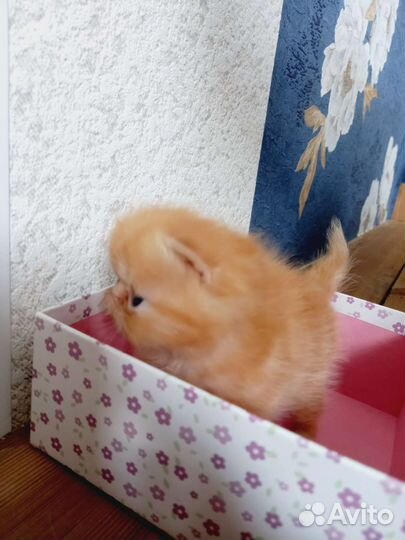 Экзотические котята