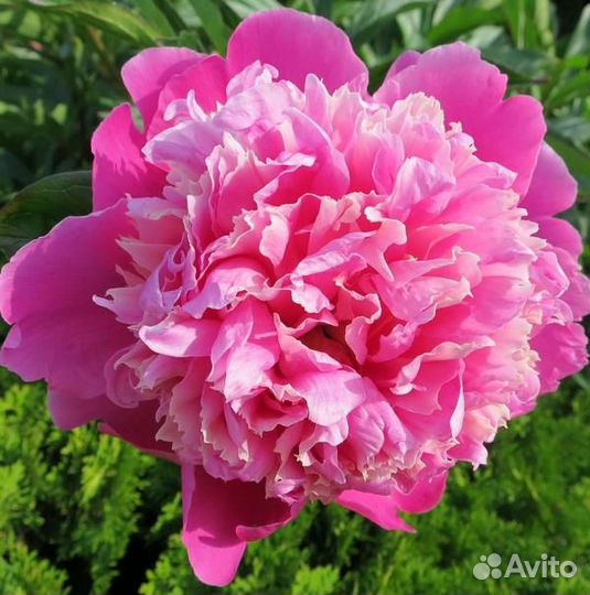 Корни пионов сортовые