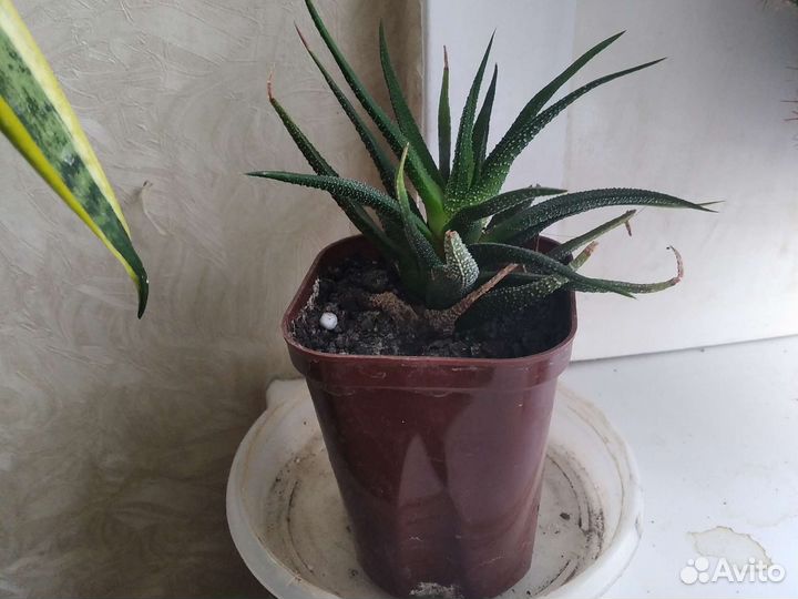 Комнатные растения