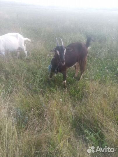 Козел альпийский