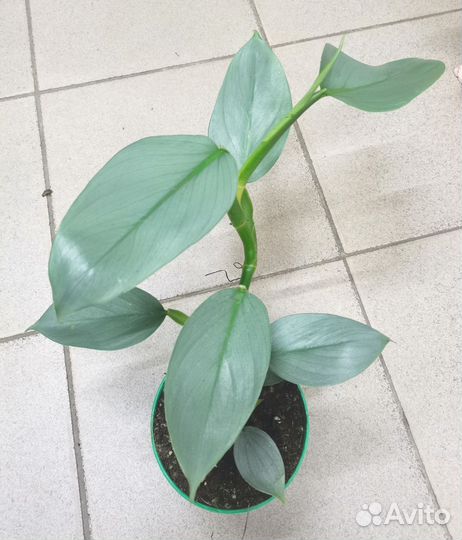 Филодендрон