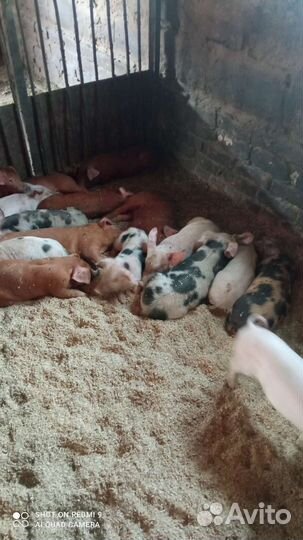 Поросята