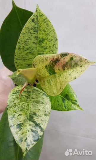 Фикусы шривериана, триангулярис