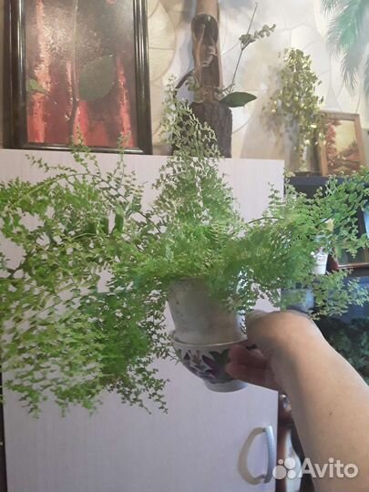 Папоротники нефролеписы