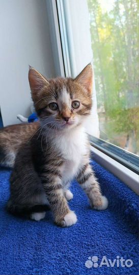 Кошечки сестренки