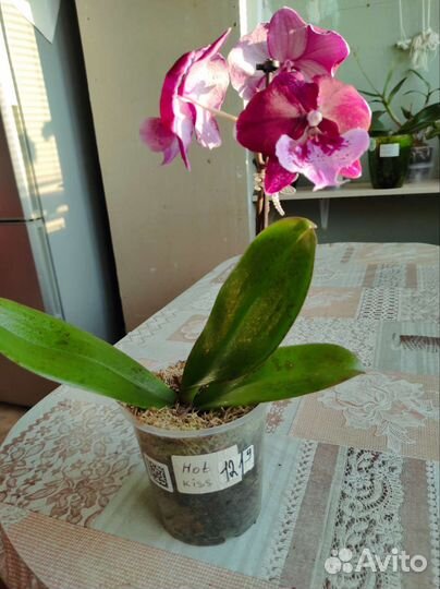 Орхидея фаленопсис биг лип