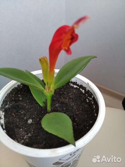 Эсхинантус. Цветок Жар-птица