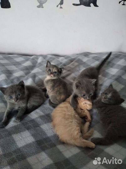 Кошка в дар