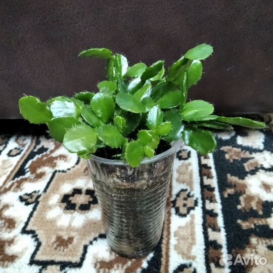 Рипсалидопсис