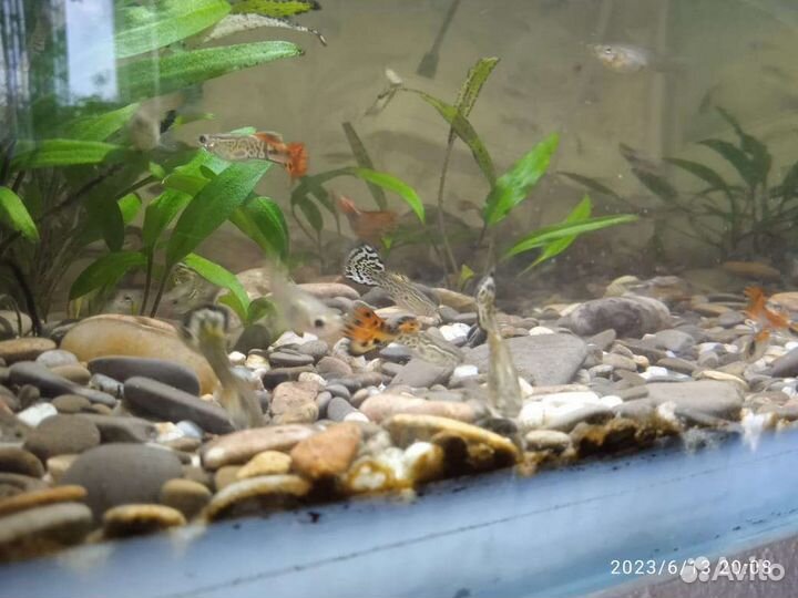 Аквариумные рыбки