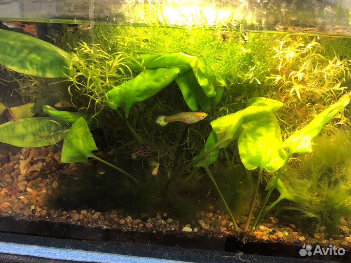 Аквариум в сборе