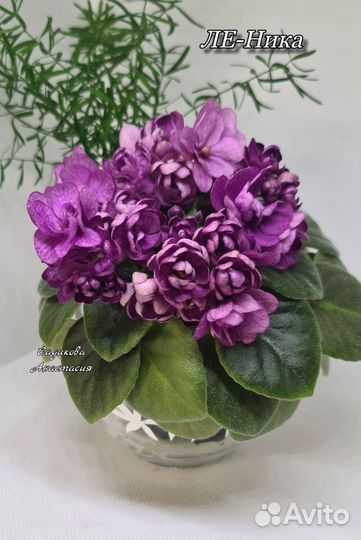 Мини фиалка 