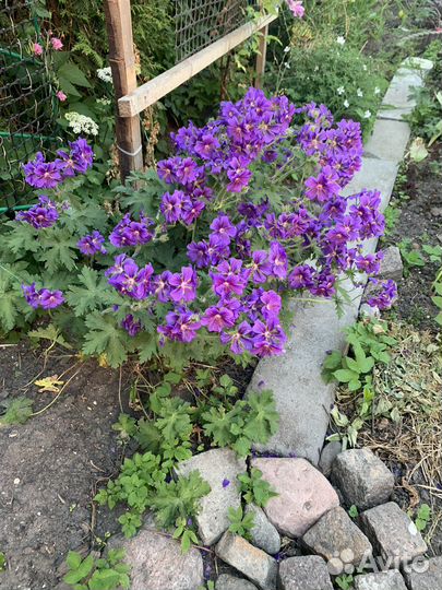 Розы, кустарники и другие растения