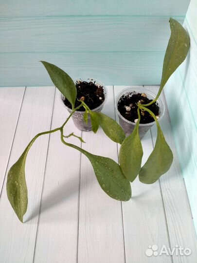 Хойя Nicholsoniae 