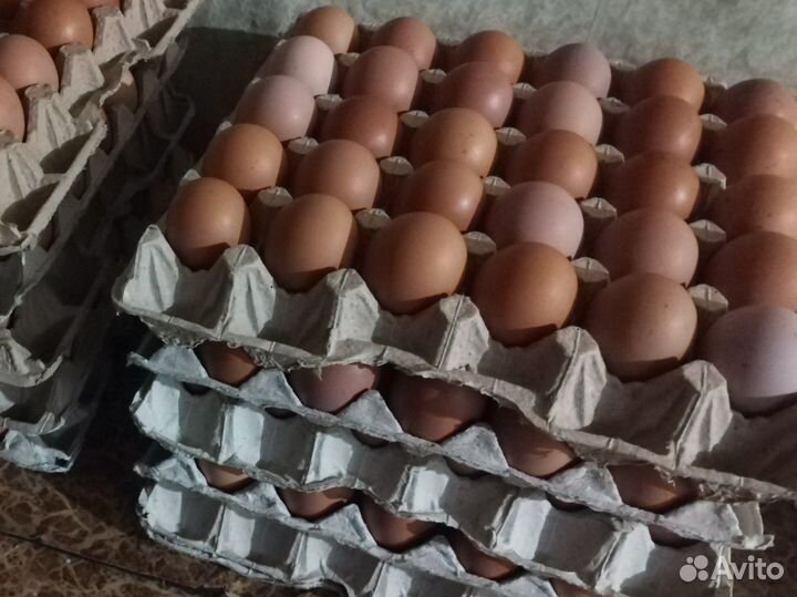 Домашние куриные яйца