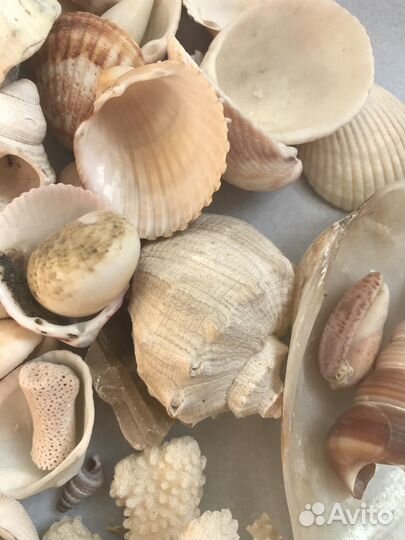 Ракушки морские и веточки коралла