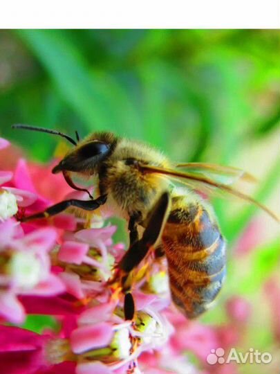 Продам ульи для пчел