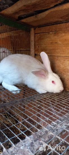 Кролик